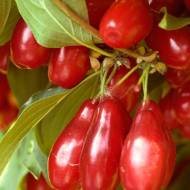 Саджанець Кизил Лук'янівський